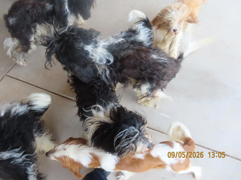 Puppies found dead, dozen dogs rescued from Arizona rental home