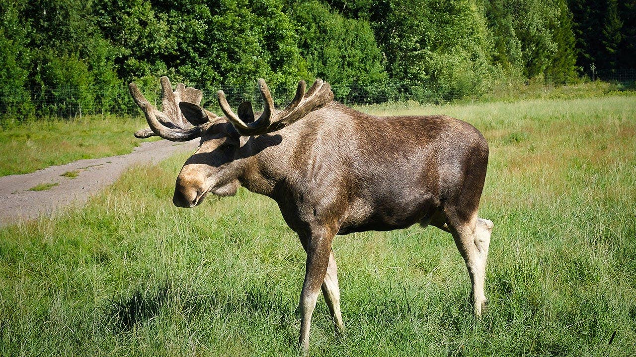 Enormous moose gets slammed to the pavement in viral video of a street ...
