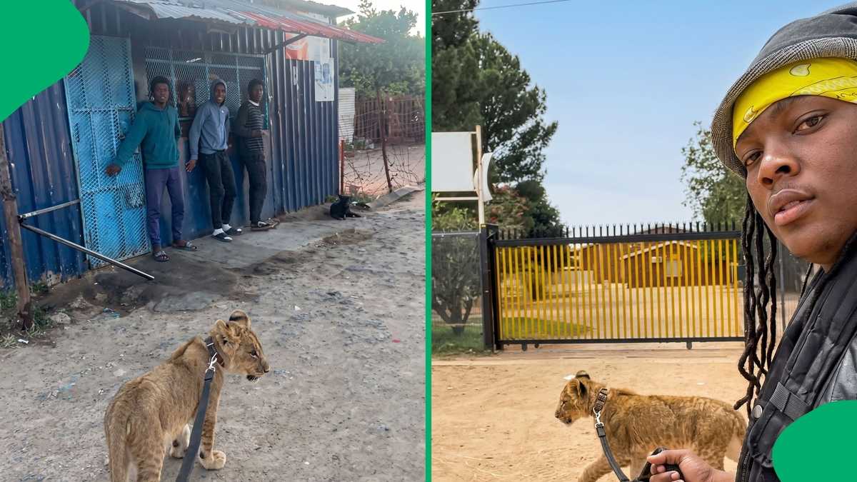 Another day surviving a big cat: Young man walks lion cub on a leash ...
