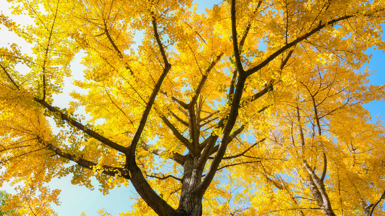 The old-fashioned tree with bright yellow foliage arborists still love ...