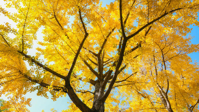 The old-fashioned tree with bright yellow foliage arborists still love ...