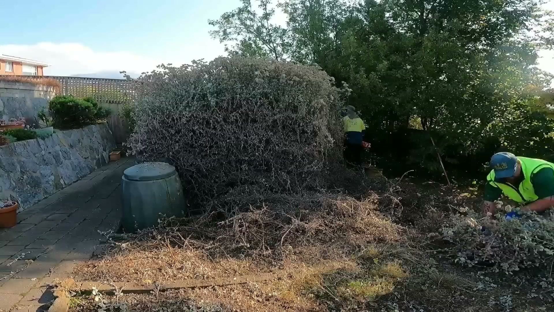 I faced the monster bush challenge! 🌳
