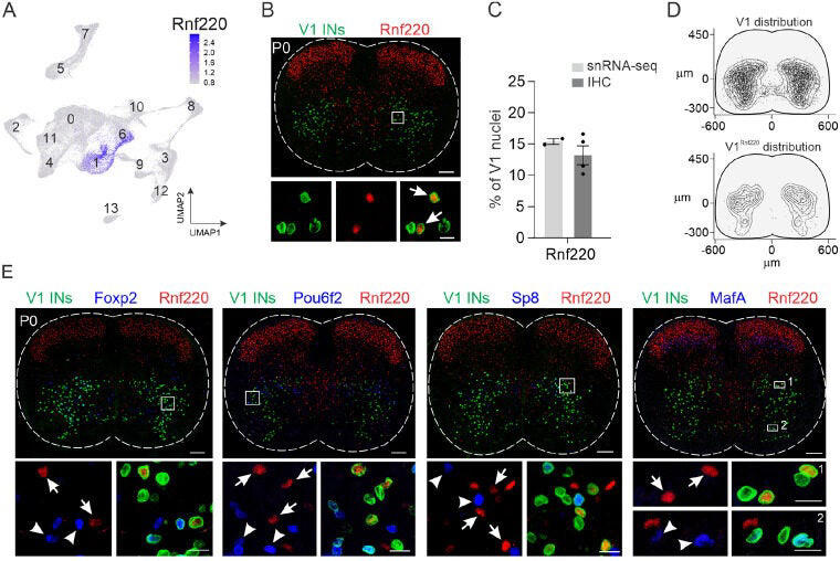 Study of 90,000 spinal neurons links a small cell group to walking speed