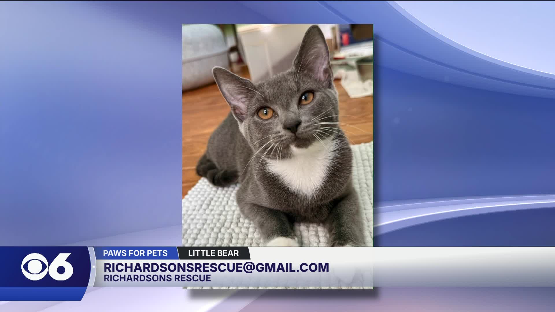 Paws for pets: Little Bear, a playful, cuddly, confident girl