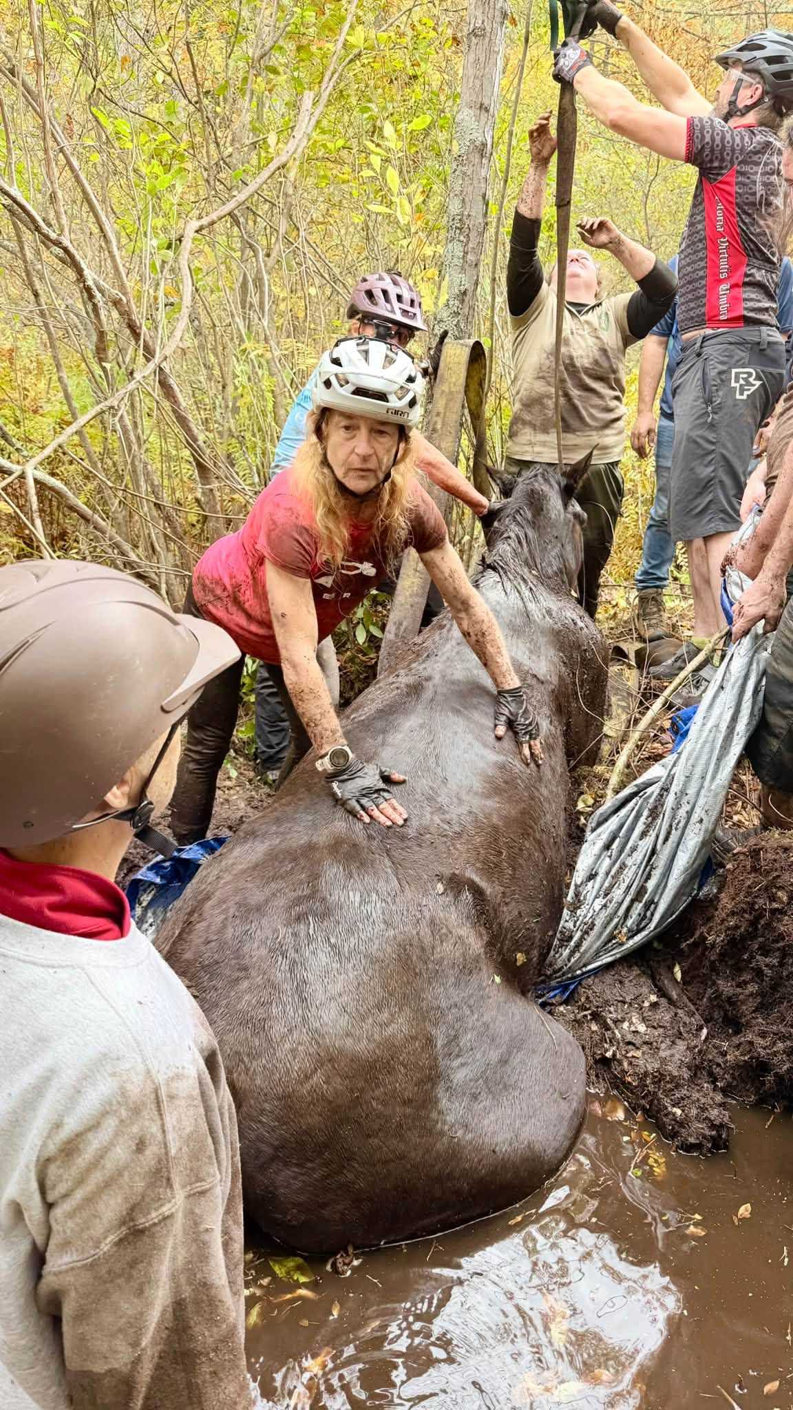 Multiple agencies assisted in rescuing a horse stuck in deep mud in ...