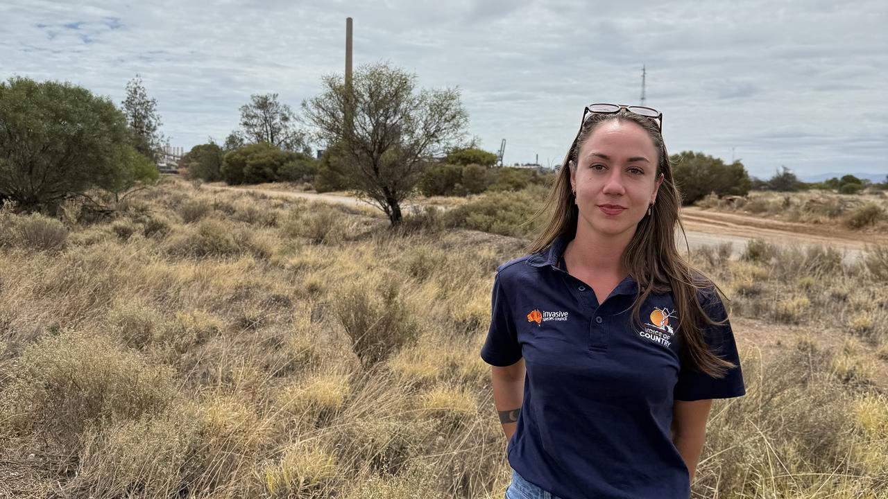Urgent call on fire danger posed by invasive grass
