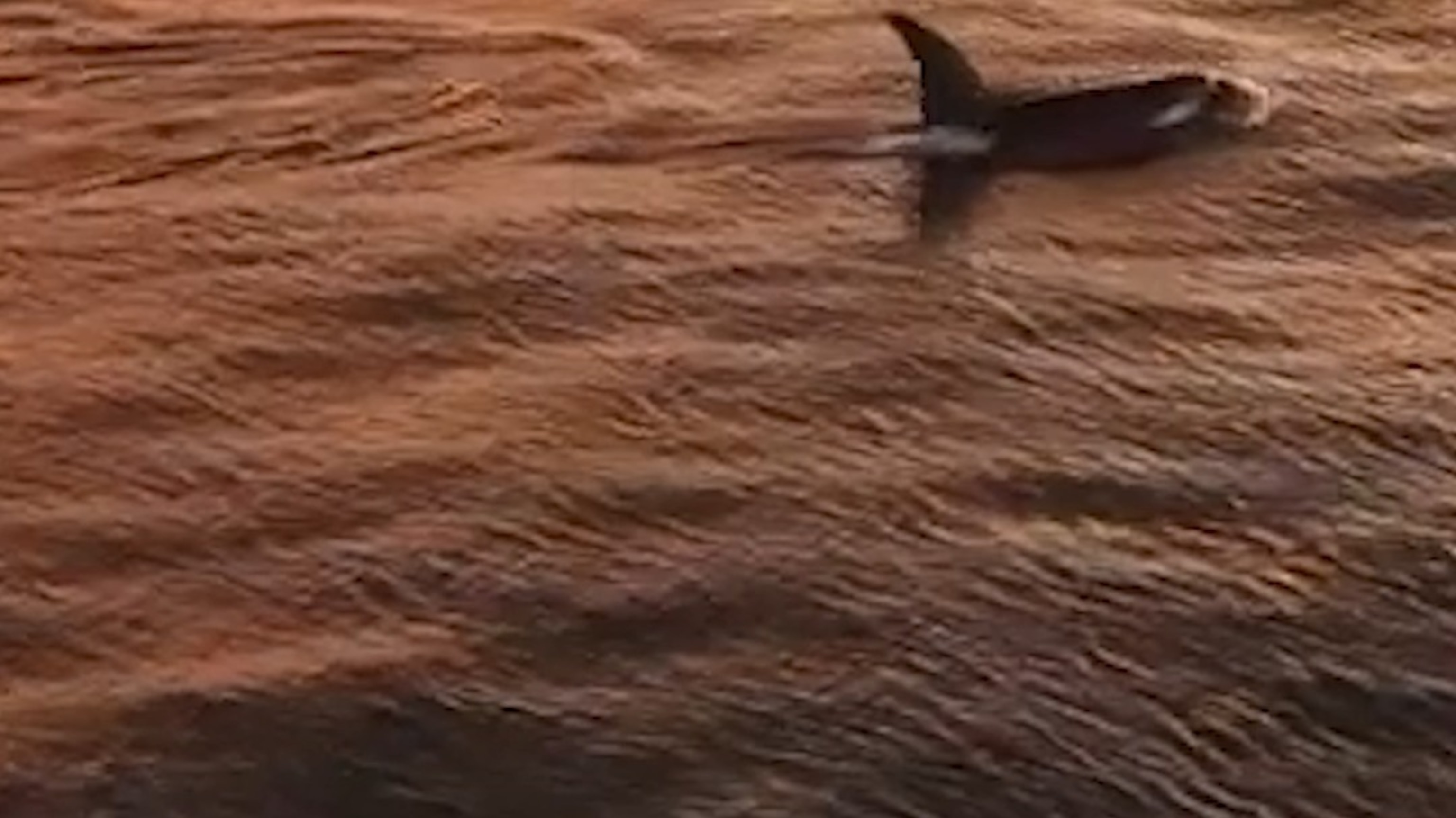 Orcas bask in sunset glow