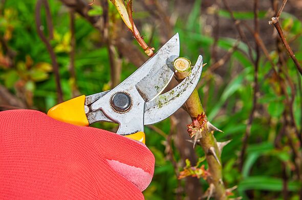 Monty Don and Alan Titchmarsh name the same 1 common plant that must be ...