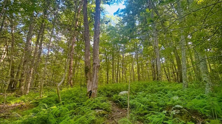 This 'favorite Rhode Island small town' is a historic gem with beaches, birdwatching, and miles of trails