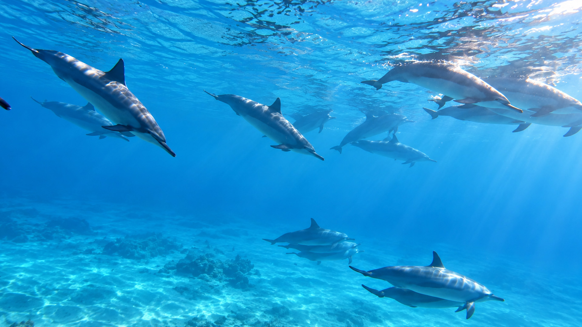Why do dolphins often swim in large groups?