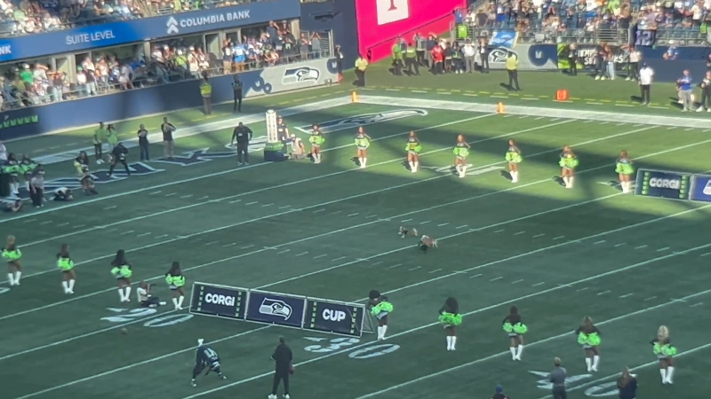 Banana wins the fan-fave corgi dog races at halftime of Seahawks ...