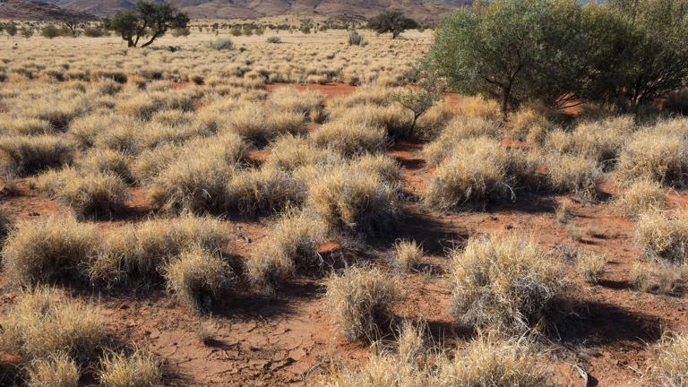 Urgent call on fire danger posed by invasive grass