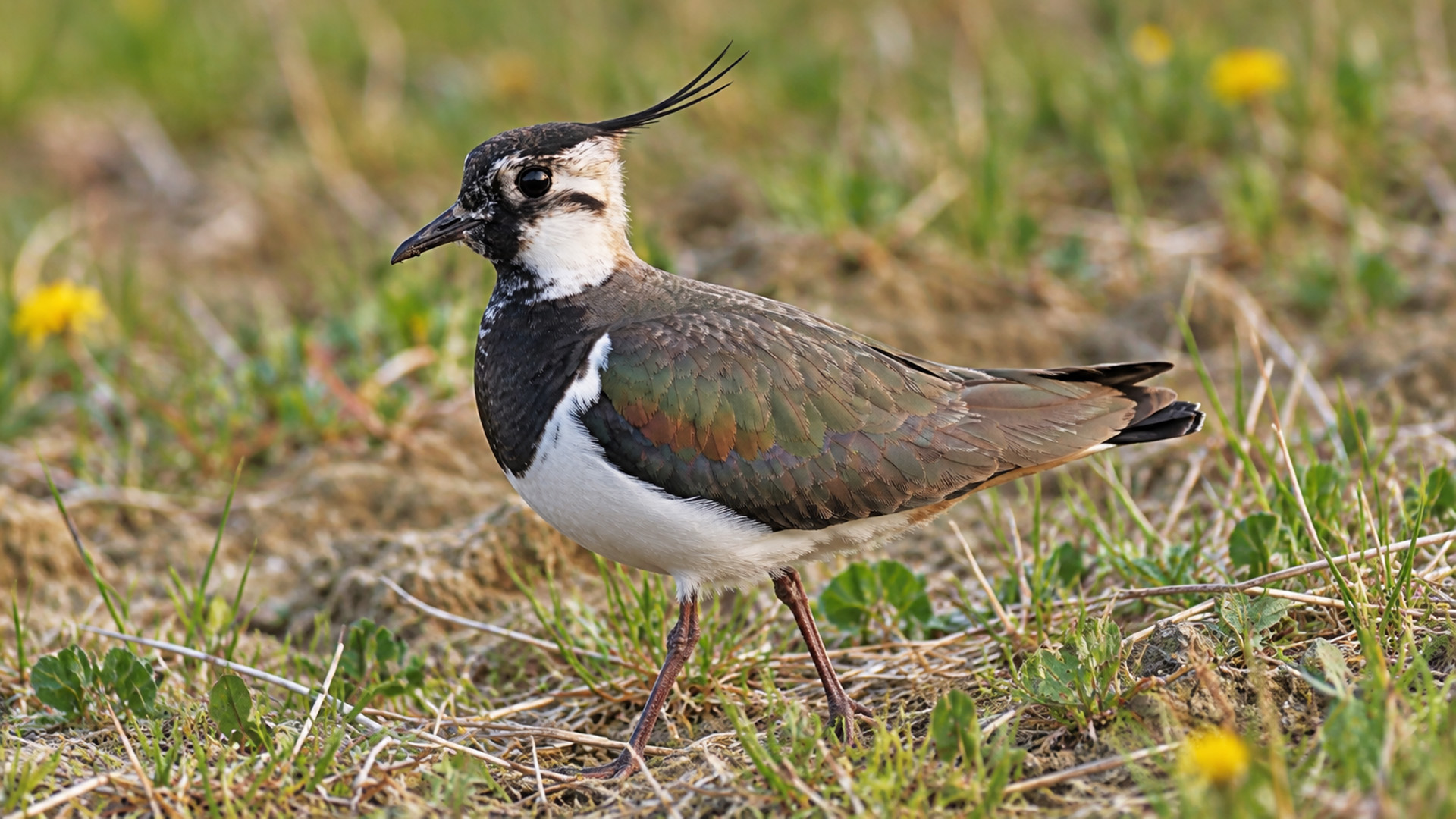 Hidden camera captures a northern lapwing walking through open grassland