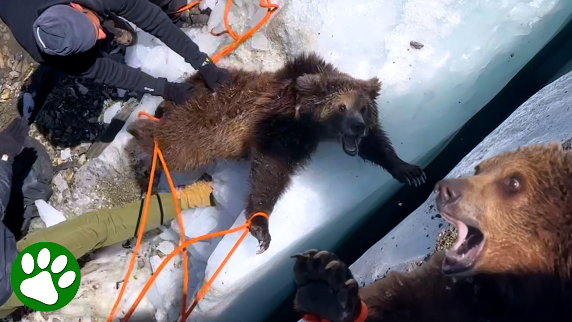 Bear cub trapped deep inside a glacier crevasse