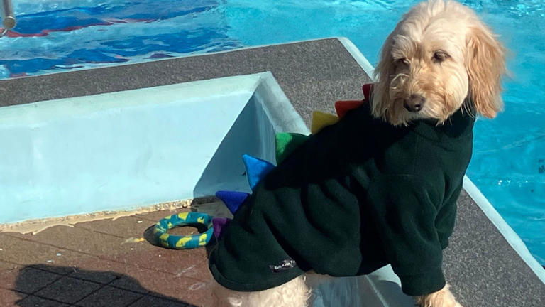 In pictures: Dogs make a splash at city's lido