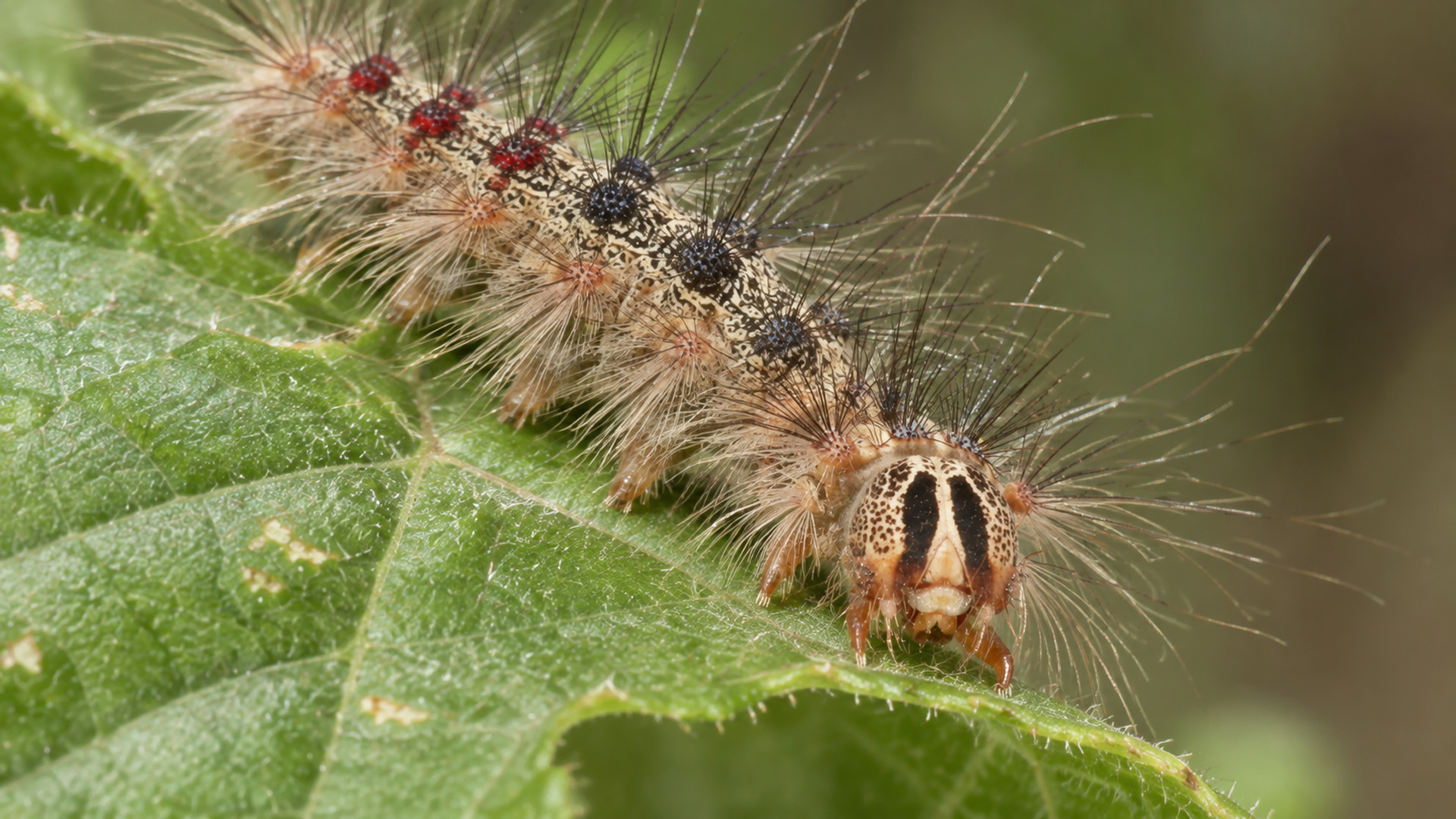 Hidden camera captures a hairy caterpillar crawling across a green leaf