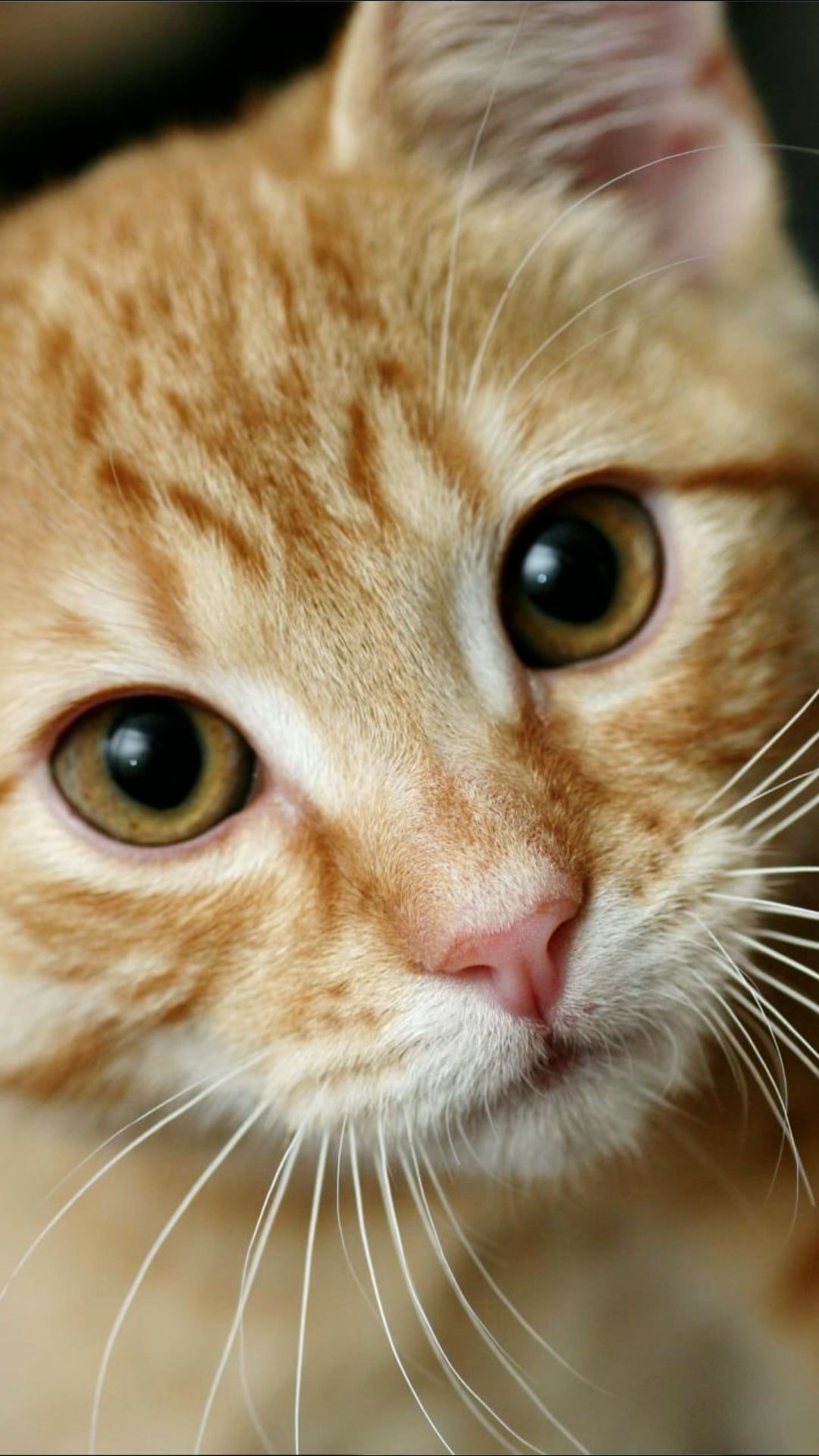 Why cats are the ultimate invasive predators