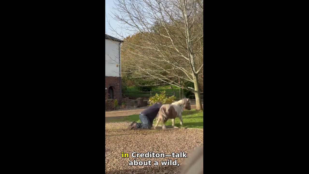 Man gets pulled by small pony in Crediton
