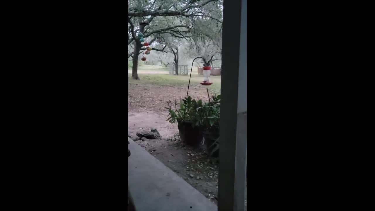 Hummingbirds gather around backyard feeder in Beeville, USA