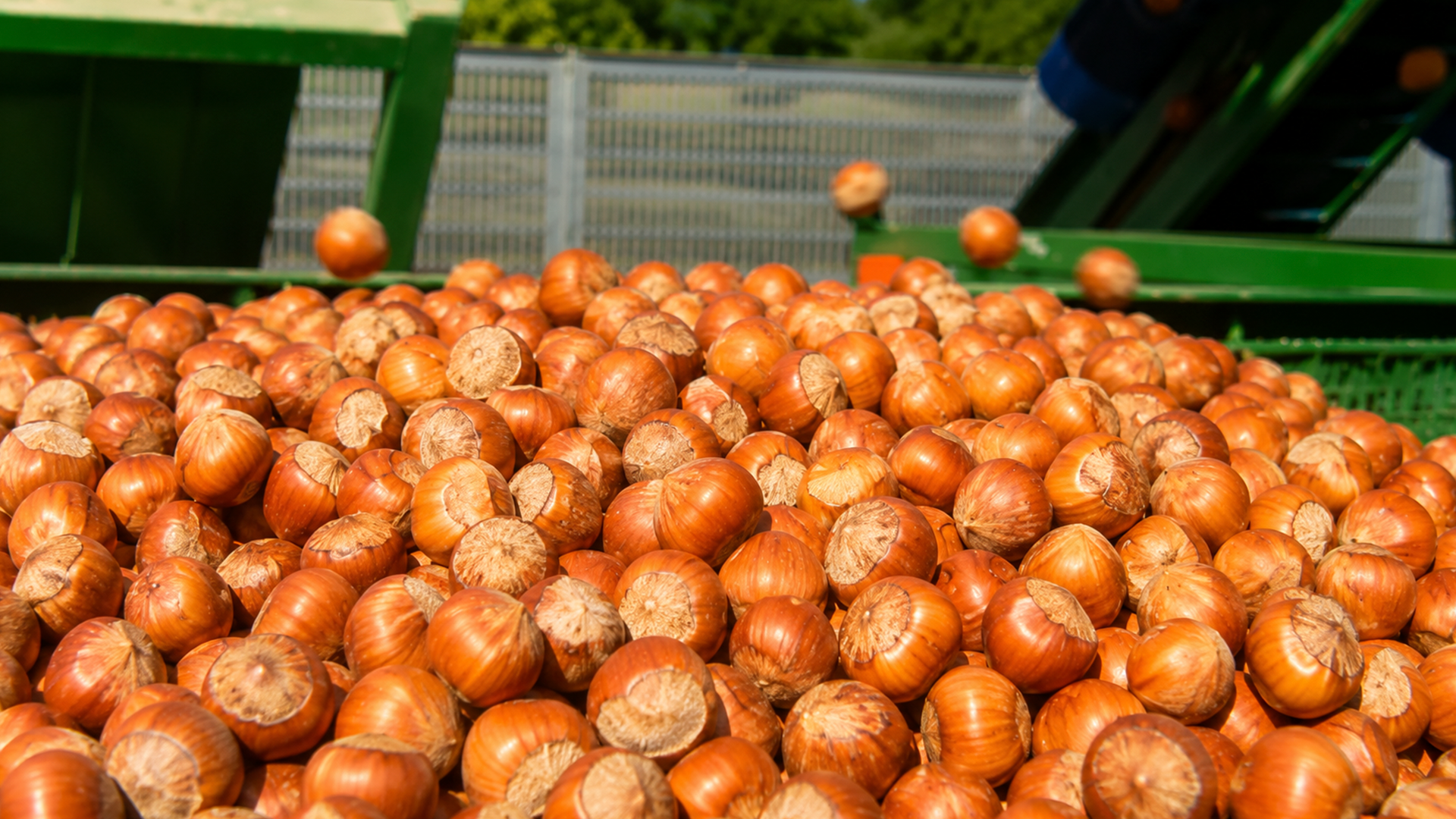 From orchard to processing: Inside an Italian hazelnut farm