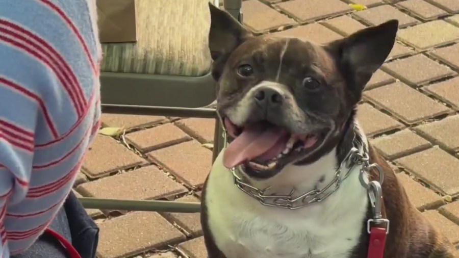 'Holy chaos': Pet owners, animals gather for annual blessing in Chicago's South Loop