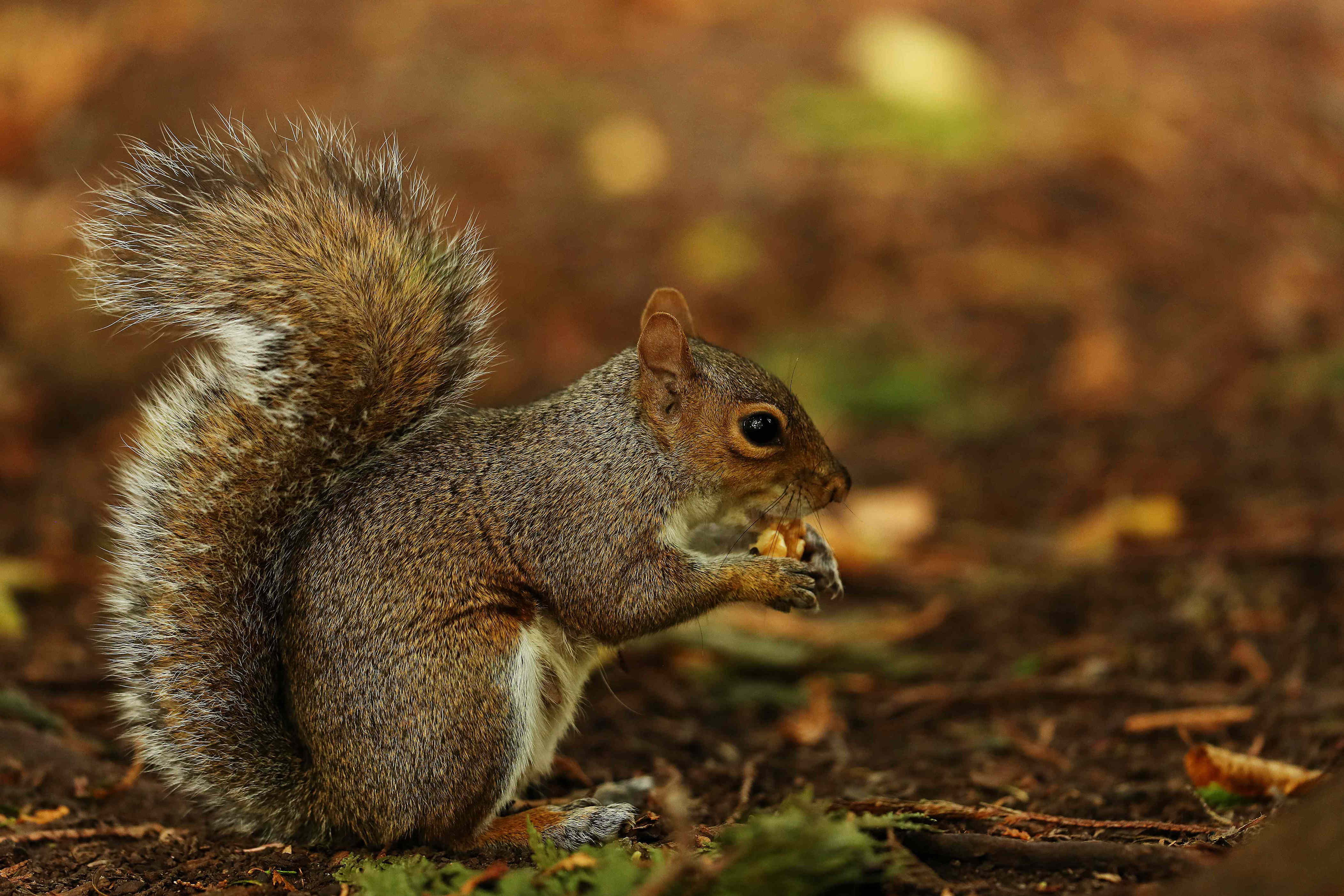 8 things that make your garden a magnet for squirrels in early fall—and ...