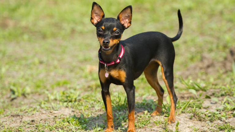 Prague ratter is so tiny, nobody can guess his breed