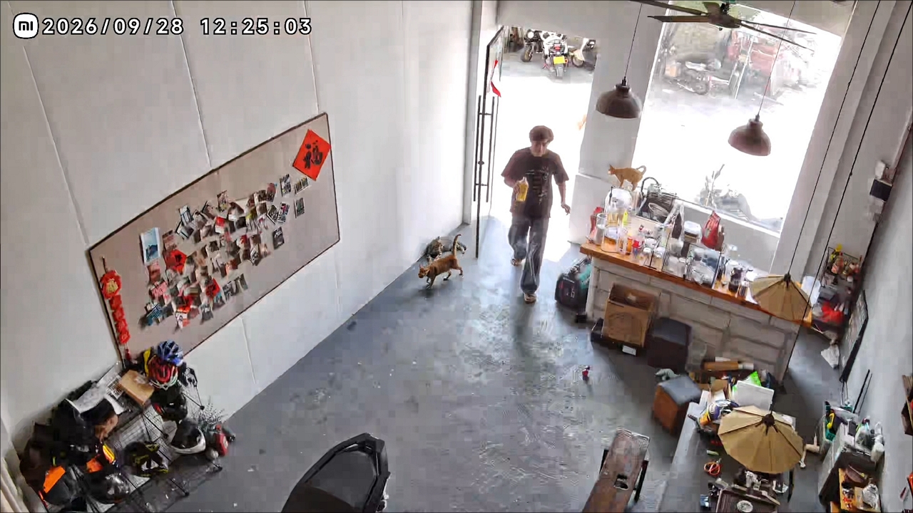 Cat's head gets trapped in store door in Guangdong