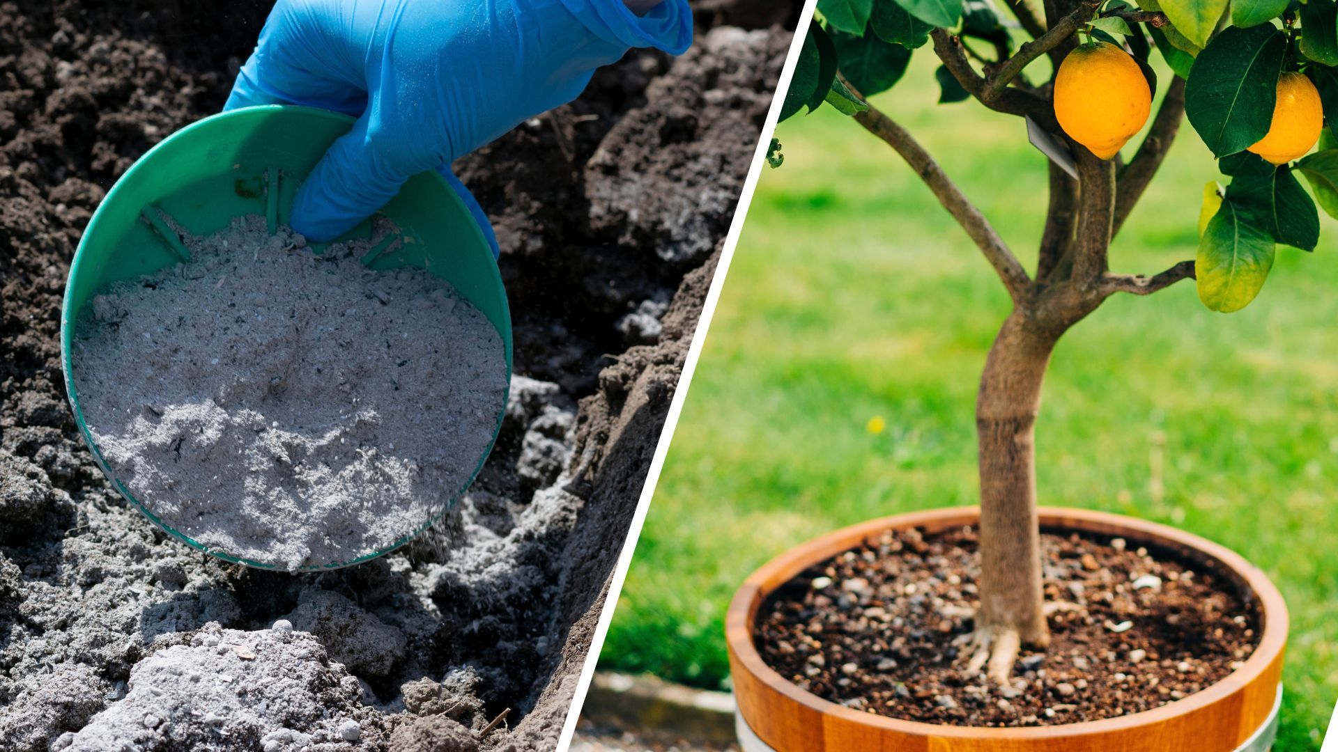 Save your fire ash this winter - it's a garden saviour for your plants