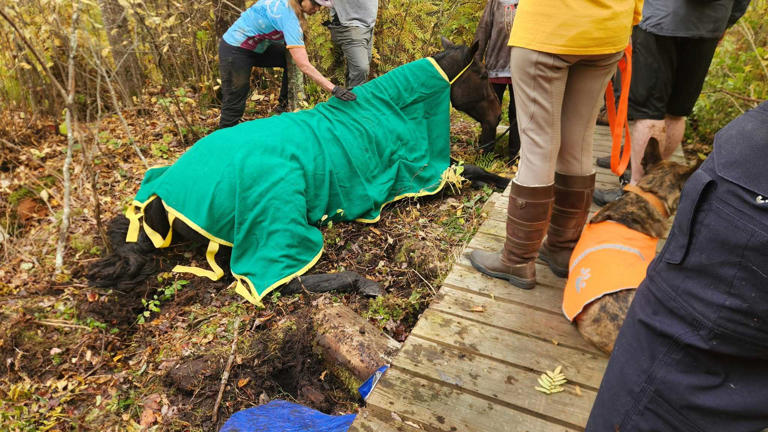 Multiple agencies assisted in rescuing a horse stuck in deep mud in ...