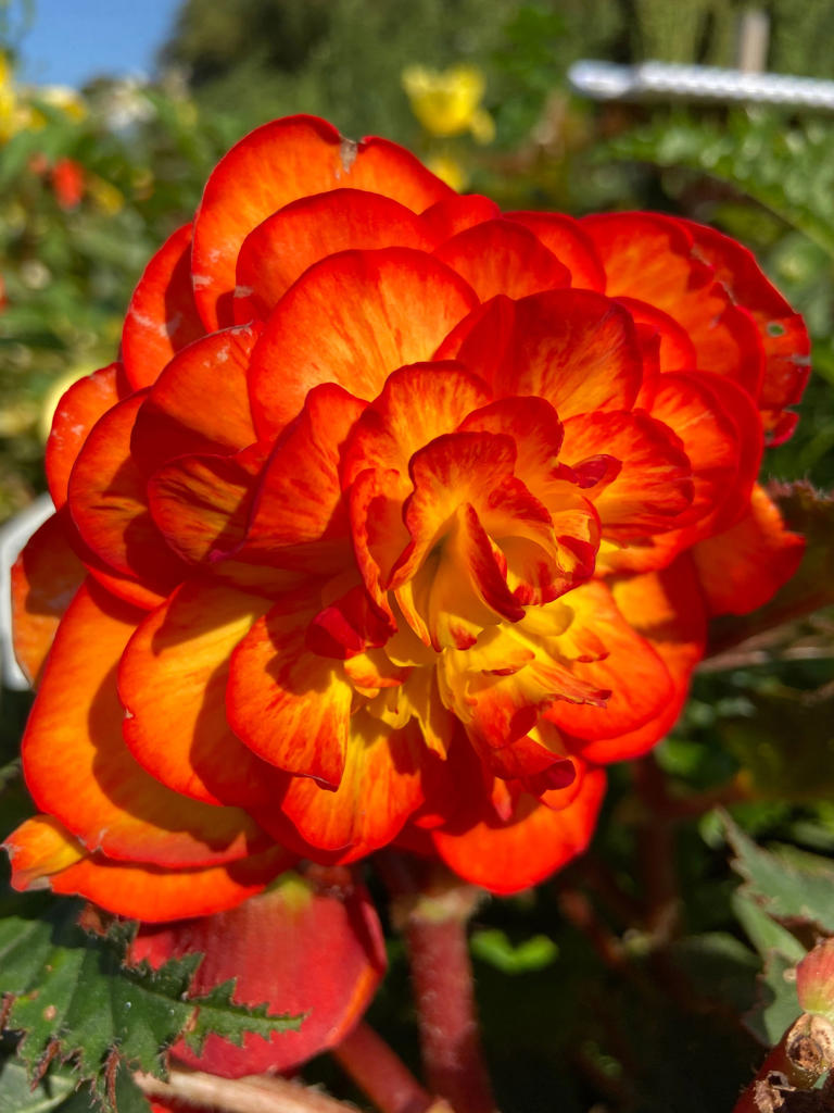 How to store summer-flowering bulbs over winter