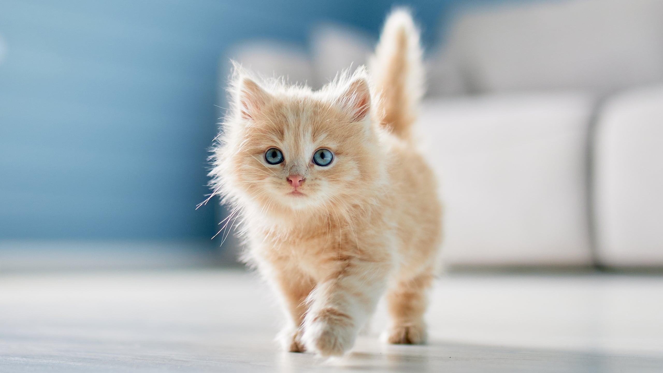 Scientists find a surprising link between cats and happiness across 93 ...