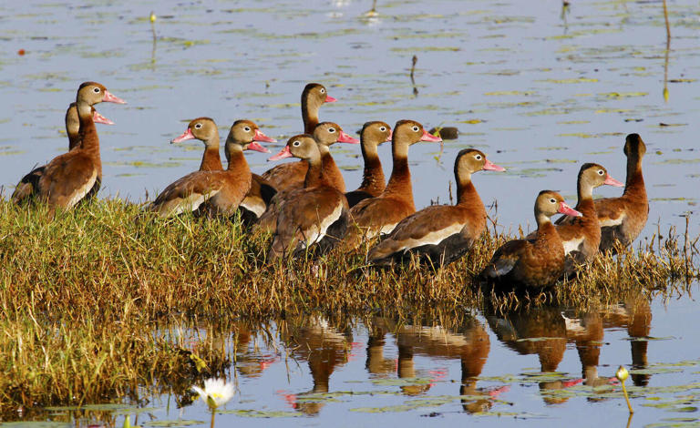 The rise of the black-bellied whistling duck: How it spread from South ...