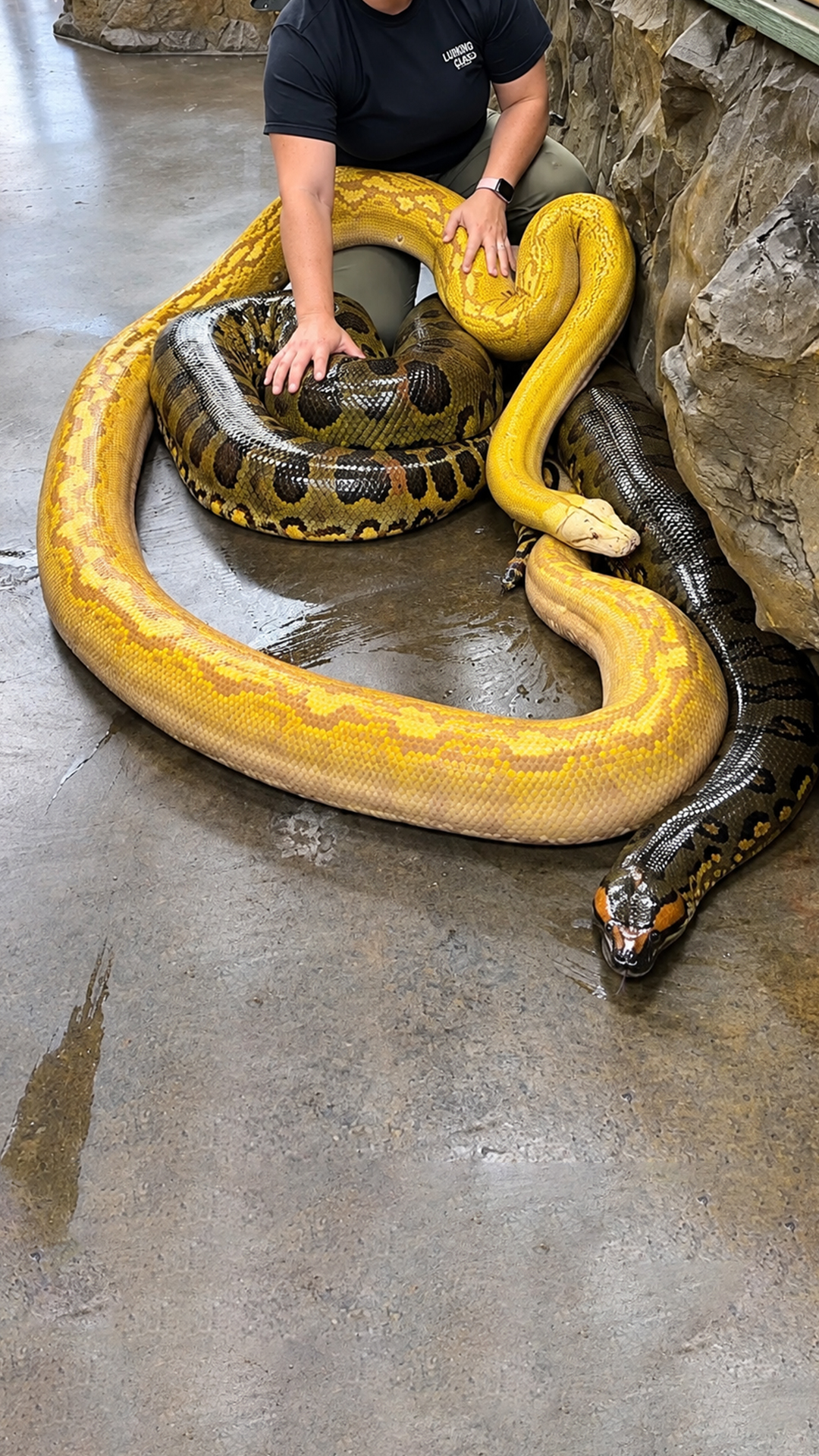 Python vs anaconda comparison tests mass, muscle, and constrictor power