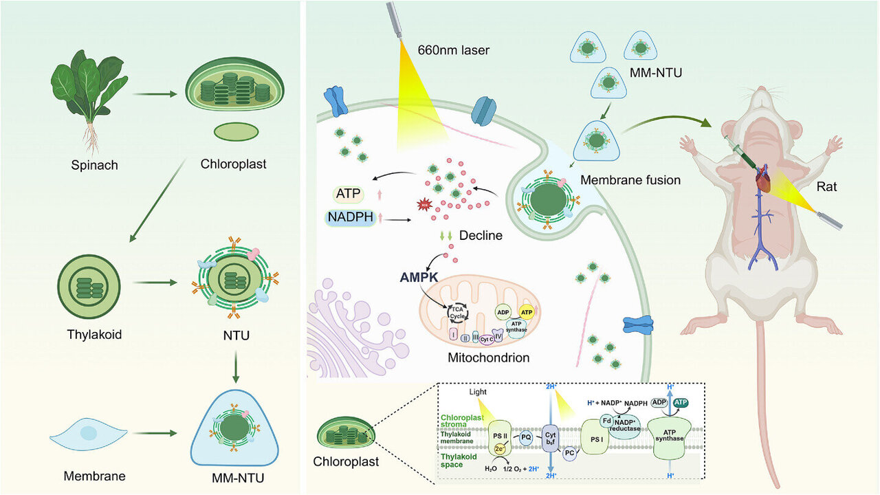 Spinach nanoparticles help failing rat hearts via borrowed photosynthesis