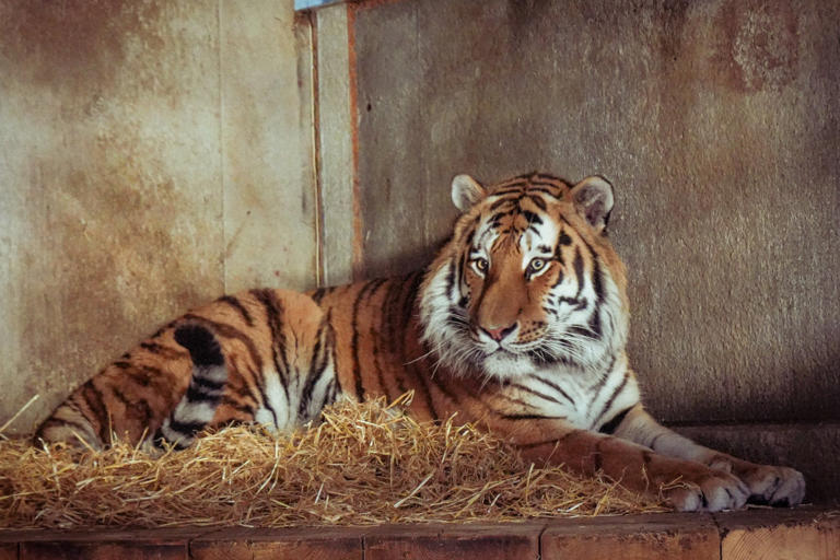 Man mauled to death bowed to tiger before attack