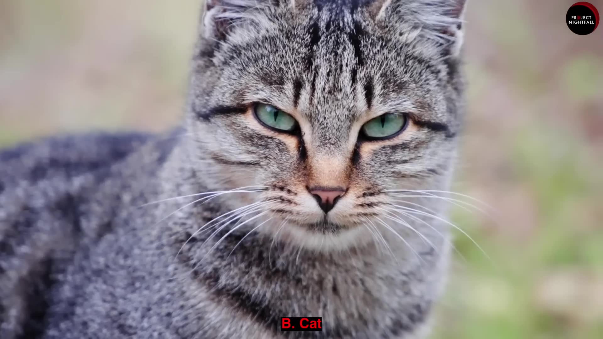 Why cats are far more amazing than most people realize, from their ...
