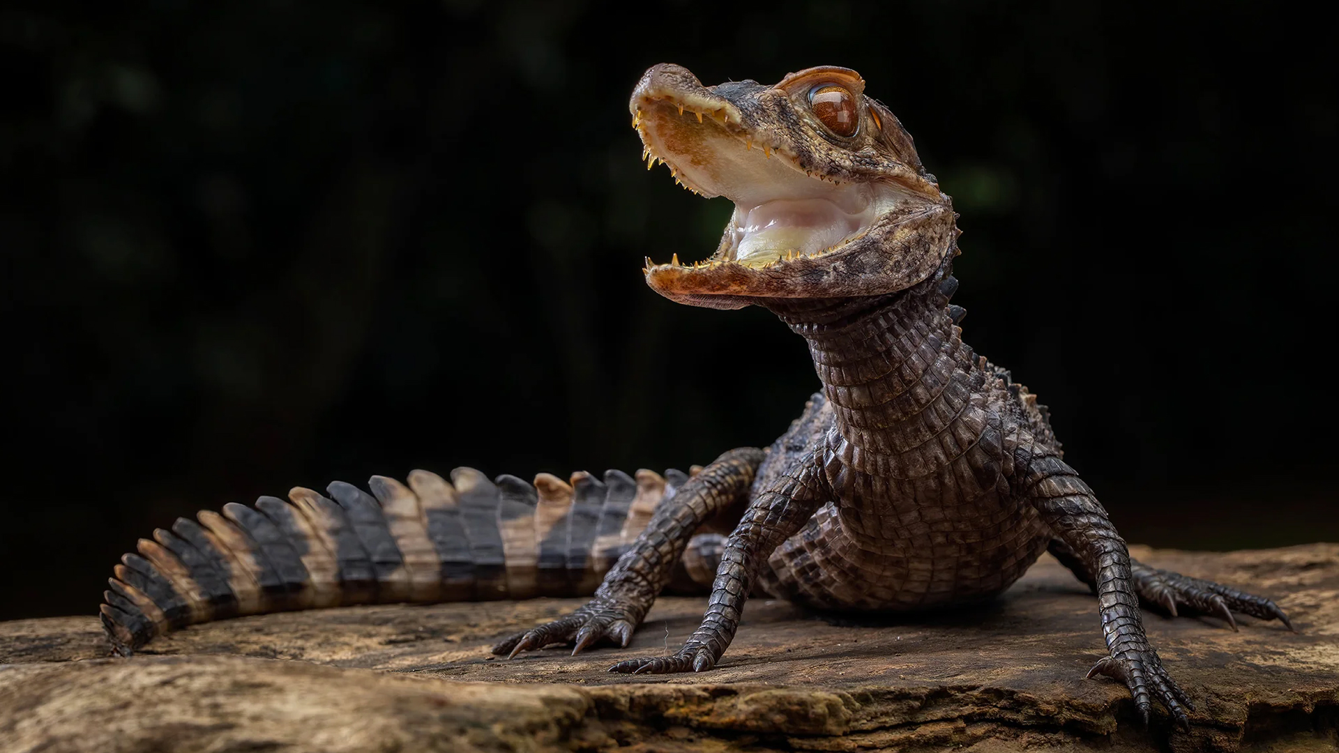 Hungry gator ignores its food and keeps lunging at the keeper