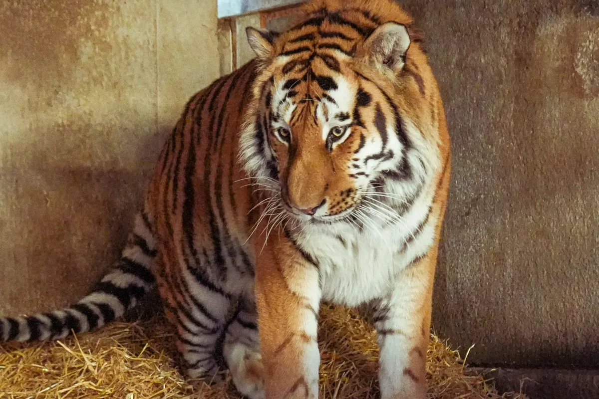 Tiger attack: Investigation launched into death of man in zoo