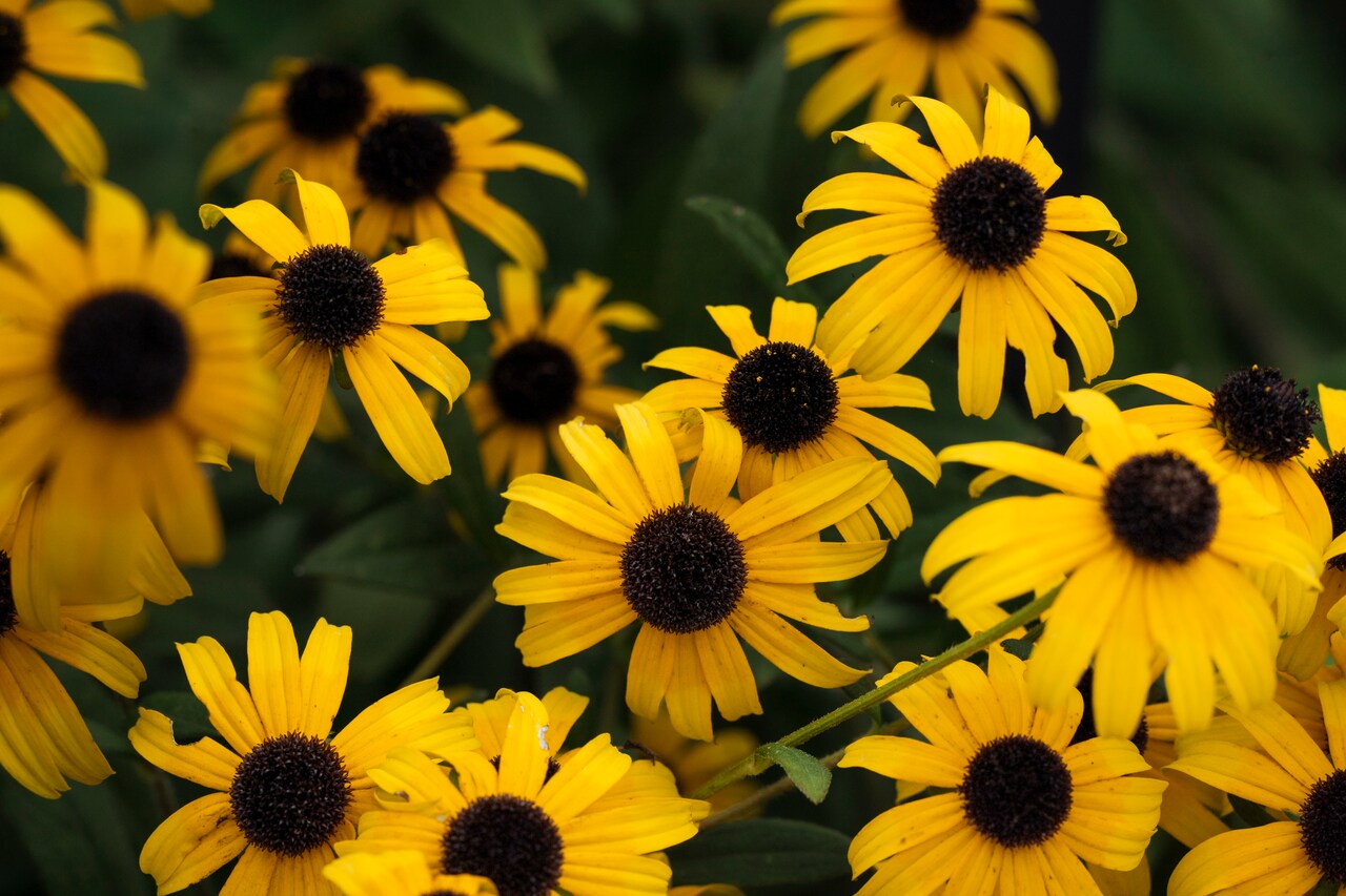 What to plant now to help backyard birds survive this winter