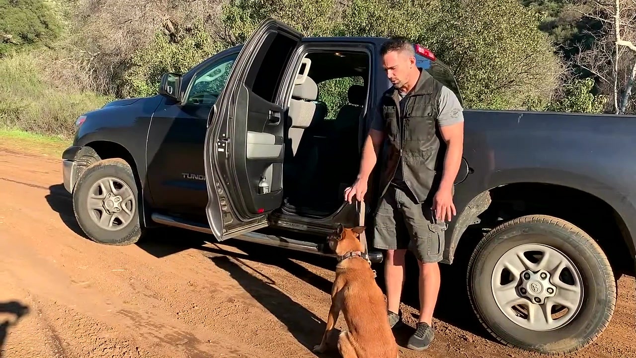 Why your dog hesitates to jump in the car and what actually works