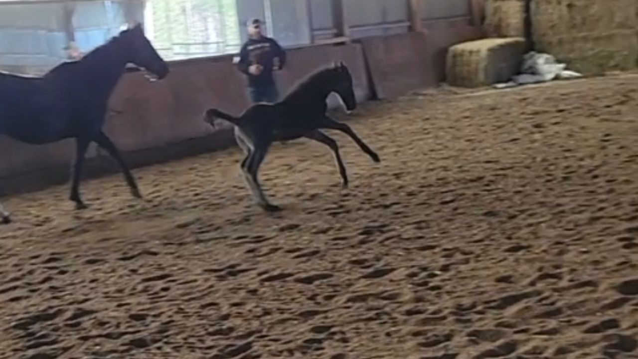 Joyful foal takes a tumble but quickly recovers to race again