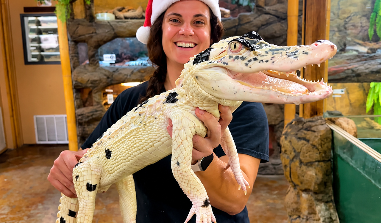 Rare pied alligator reveals stunning colors after a bath