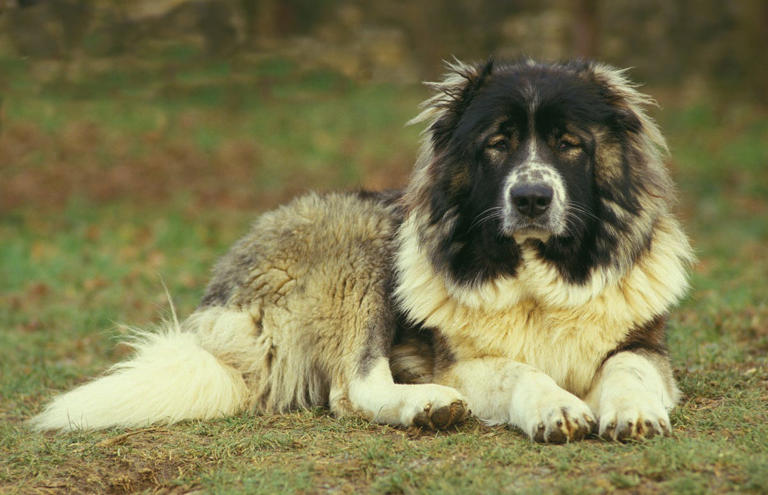 Dogs we wish could stay longer: 10 breeds with the shortest life ...