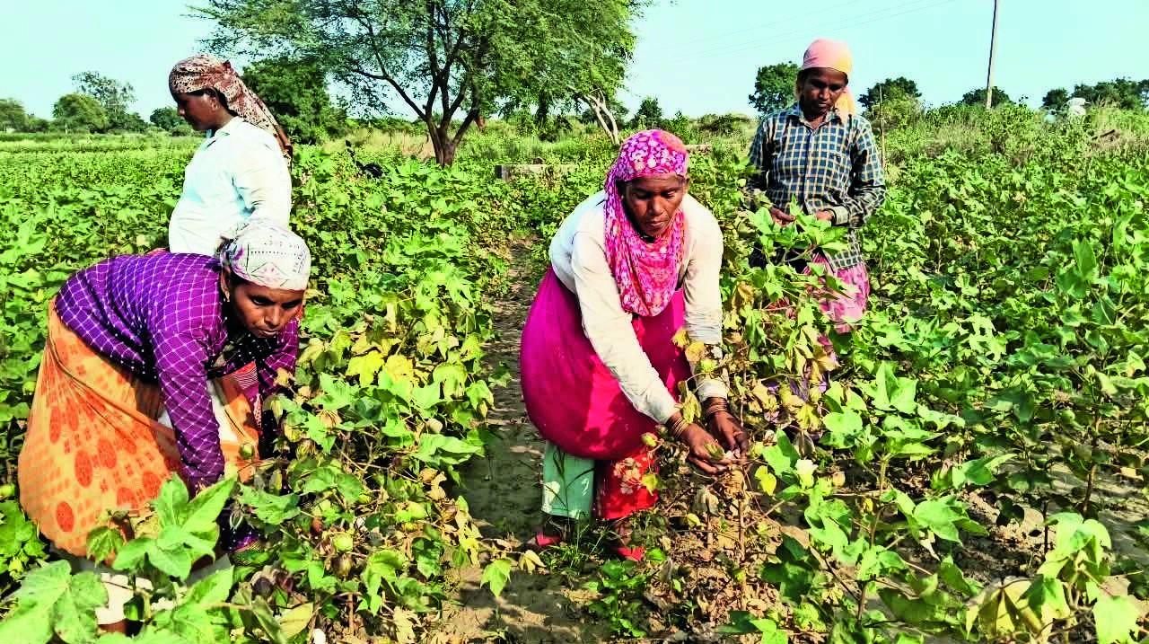 'White gold' yield drops, woman pickers work for just half wages