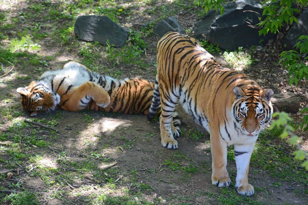 Wildlife biologist warns of tiger 'mistake' after tragic mauling death