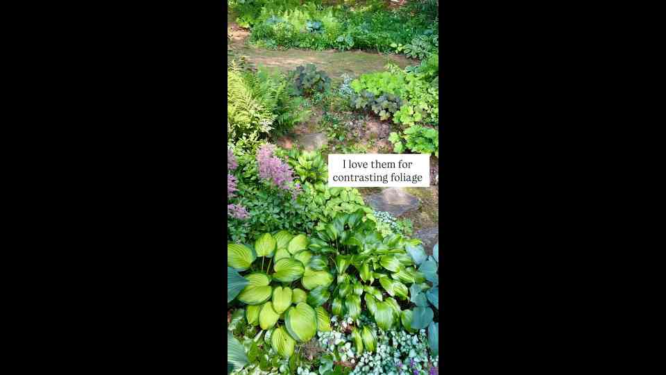How to care for your hostas after they bloom 🌱🌸