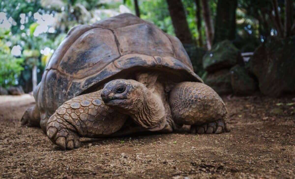 Scientists analyzed the DNA of Jonathan, a tortoise believed to be 194 ...
