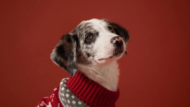 10 best dog sweaters to keep your pup warm (and stylish) this fall