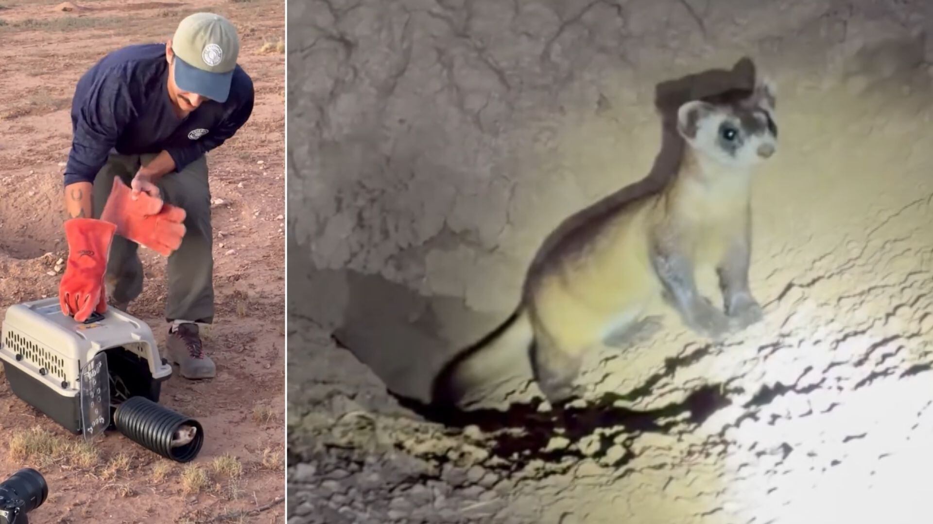 Watch: Endangered black-footed ferrets released into northern Arizona ...